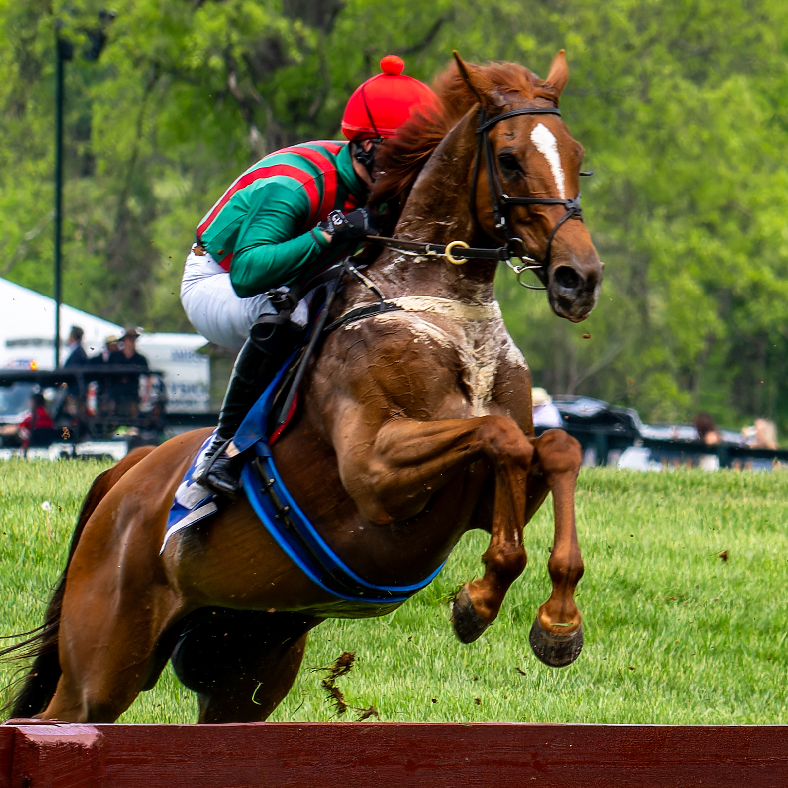 The Virginia Gold Cup